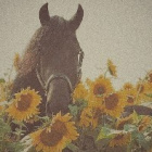 Lili_horses