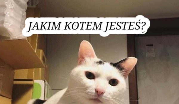 Jakim kotem jesteś?