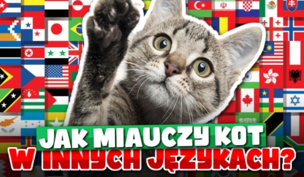 Jak MIAUCZY kot w INNYCH językach?