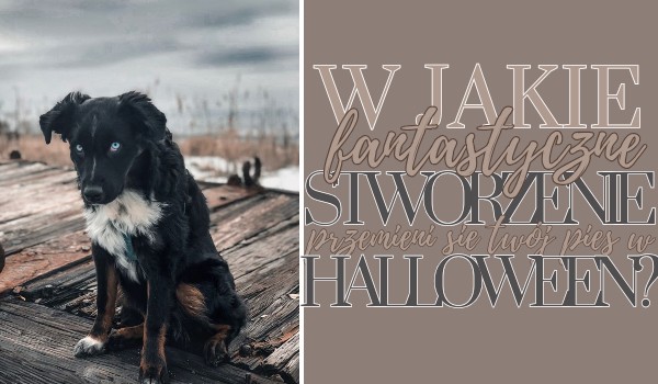 W jakie fantastyczne stworzenie przemieni się Twój pies w Halloween?