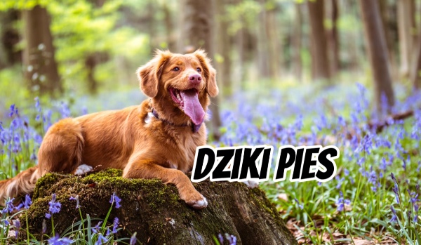 Dziki pies części 4