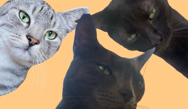 Jakim kotem jesteś?