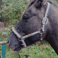 YkuiNova.