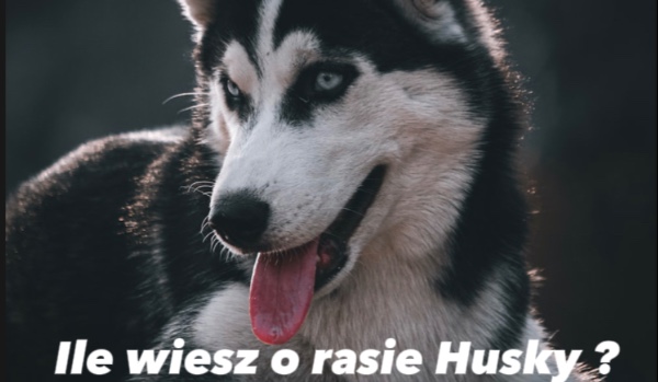 Ile wiesz o Husky?