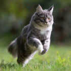 sport_cat