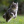 sport_cat