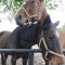 Iloveponies