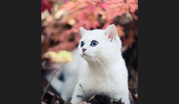 Zamówienie diamond.cat