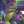 BANANEK_SUS