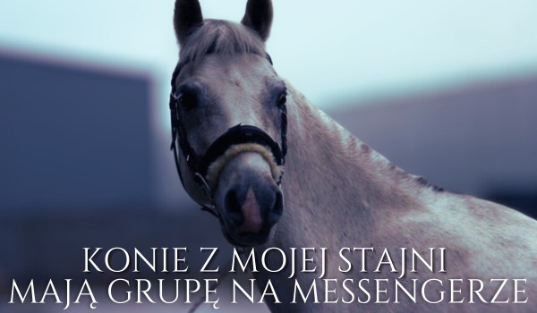 Konie z mojej stajni mają grupę na Messengerze |•| Part One