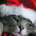 Christmas_kitten