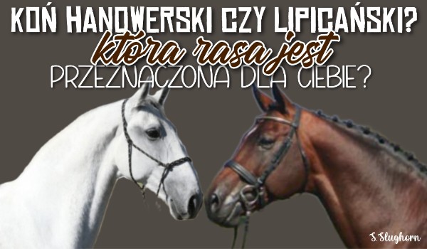 Koń Hanowerski czy Lipicański? Która rasa jest przeznaczona dla ciebie?