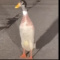 ducker123