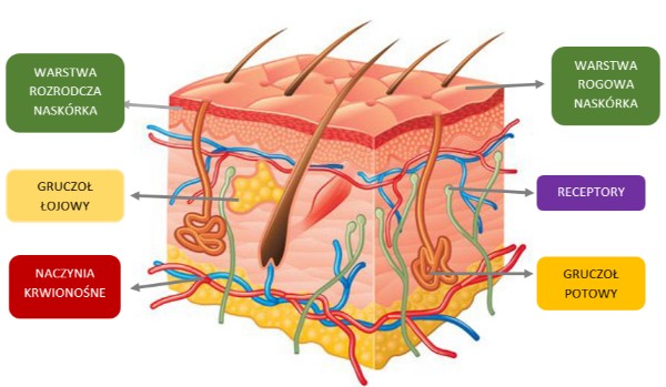 Budowa i funkcje skóry