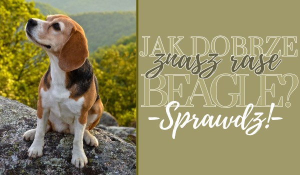 Jak dobrze znasz rasę beagle? – 10 niebanalnych pytań!