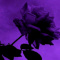 AmethystRose