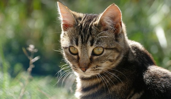 Zamówienie ciemny ogon