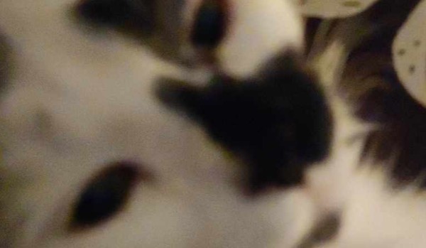 Jakim kotem jesteś? Quiz