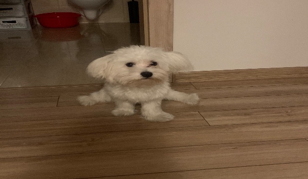 Trudny quiz w minecraft