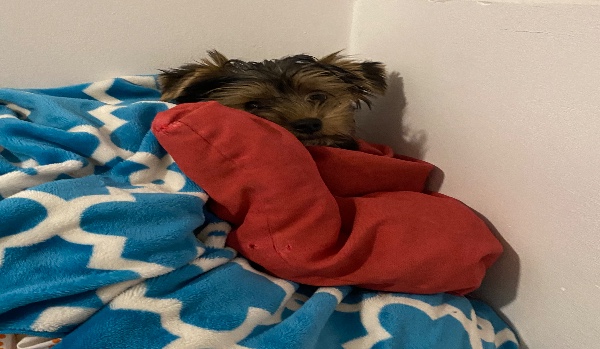 jesteś kaja czy nie