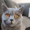 Blusiu_tokicia