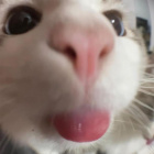 catlover693
