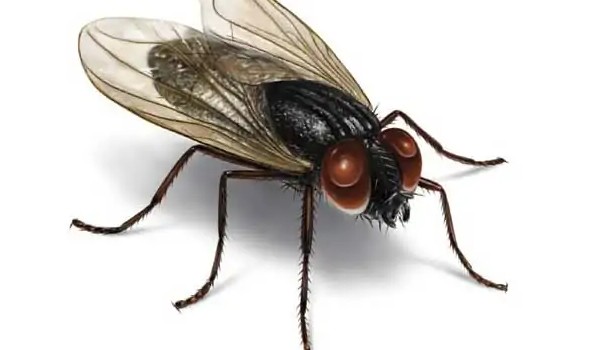 Test wiedzy o muchach