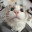 PopCatto