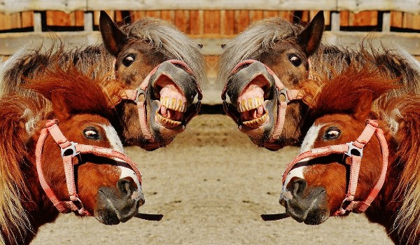 Alicja w Krainie Koniarów