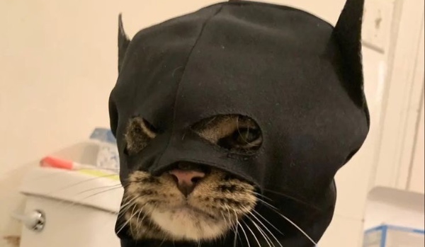 Test czy jesteś kociarzem