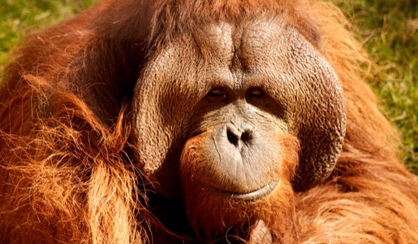 test wiedzy o paxerku (ten rudy)