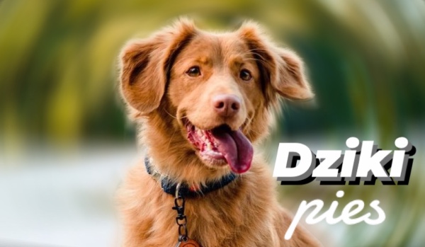 Dziki pies część 5