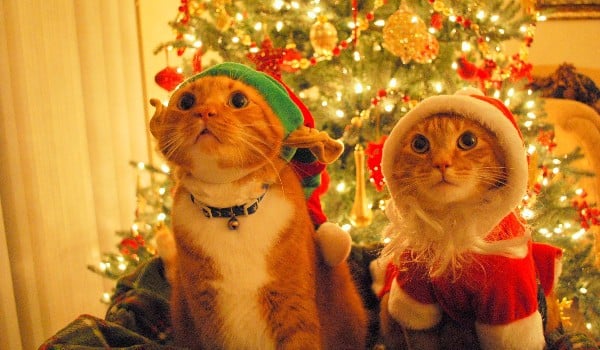 Czy rozpoznasz rasy kotów po świątecznych zdjęciach?