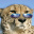 SUPERGEPARD