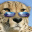 supergepard123