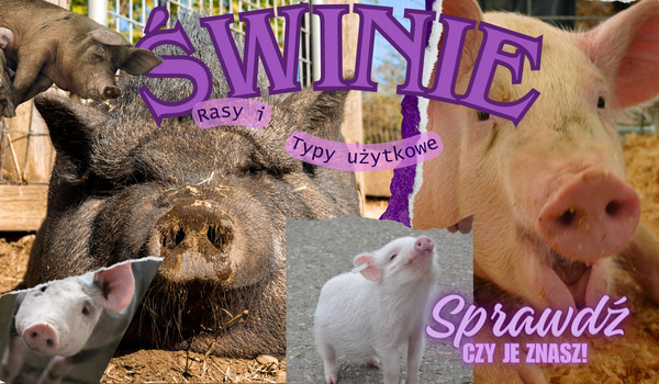 Świnie-rasy i typy użytkowe