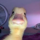 Duck_1234567