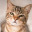 pierwszy_kot