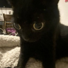 welpyousee