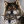 Wolf_czyli_wilk