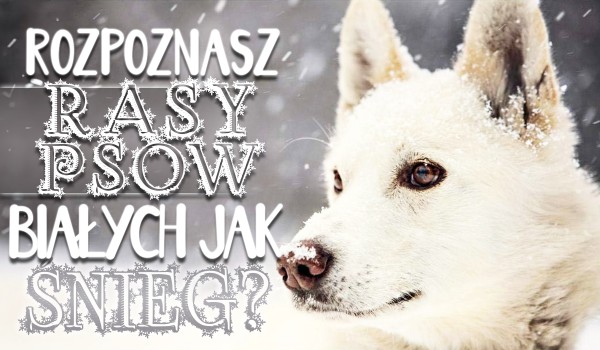 Czy rozpoznasz rasy psów białych jak śnieg?