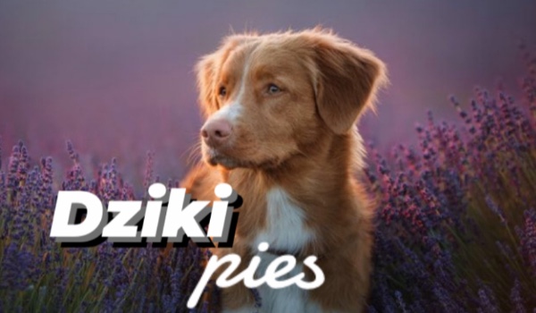 Dziki pies części 6