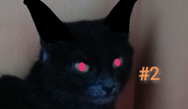 Mój wredny kot #2