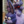 Timothy_pl