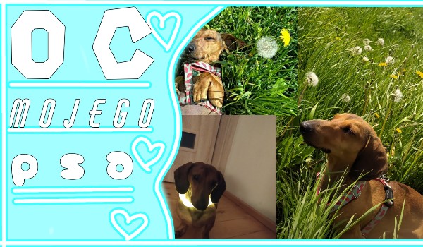 OC mojego piesełaaa