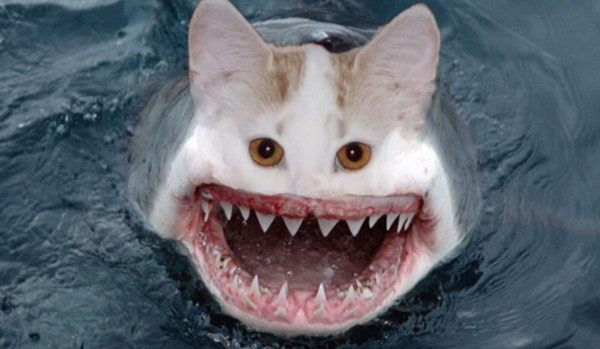 jakiej orientacji jestes?