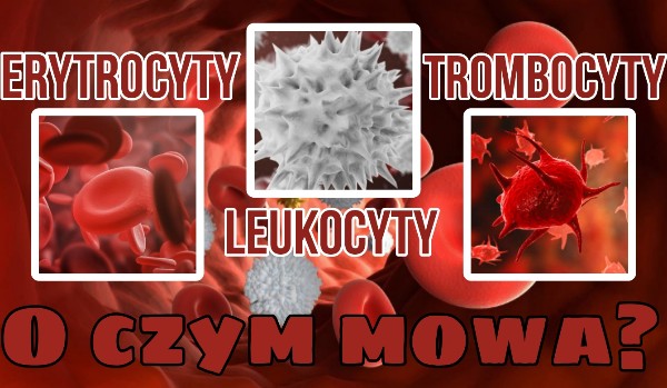 Erytrocyty, leukocyty czy trombocyty — O czym mowa?