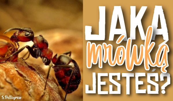 Jaką mrówką jesteś?