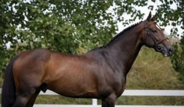 Czy rozpoznasz rasę konia po jego zdjęciu?