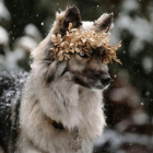 _Fire.Wolf_